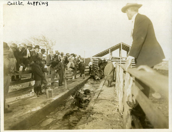 William Howard Taft Watching a Cattle Dipping