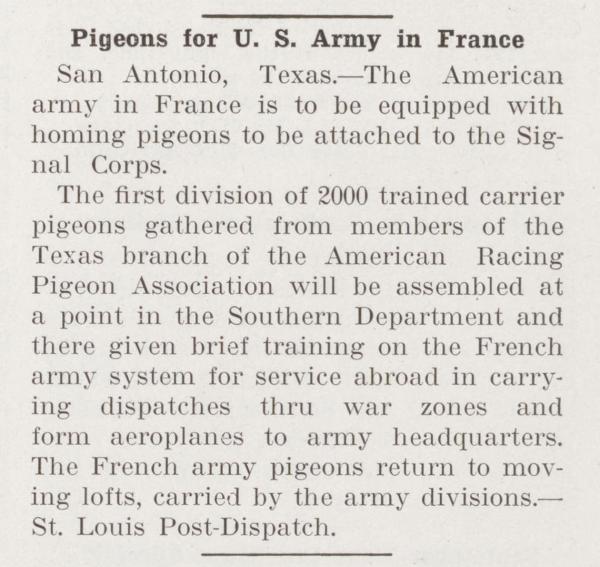 Pigeons for U.S. Army in France in American Squab Journal