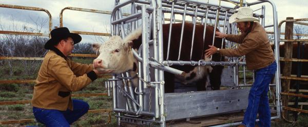 image of two men inspecting cow for ticks