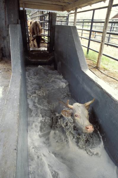 steer in dipping vat