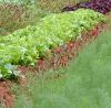 Row of lettuce between flowers